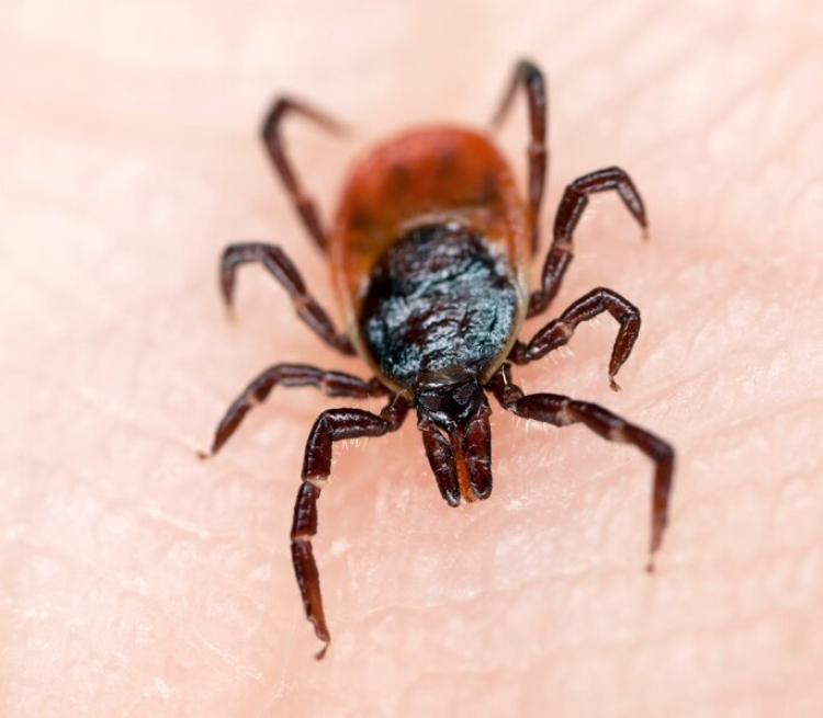  Kırım Kongo Kanamalı Ateşi 