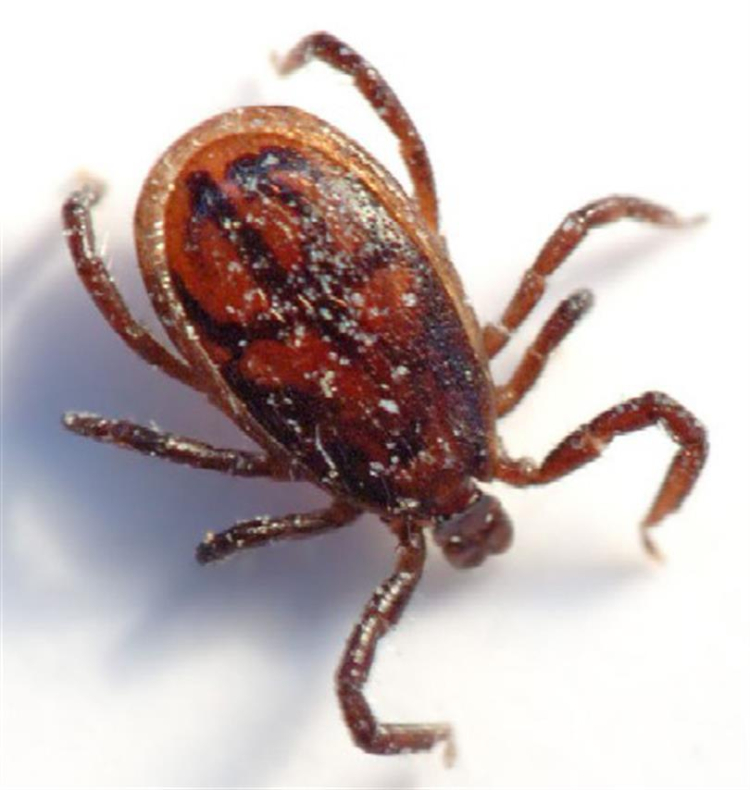  Kırım Kongo Kanamalı Ateşi 