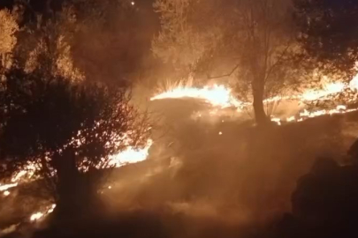 Balıkesir Edremit’te zeytinlik yangını! Rüzgar söndürme çalışmalarını zorlaştırıyor