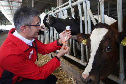 ŞAP HASTALIĞI NEDİR, NASIL BULAŞIR, BELİRTİLERİ NELERDİR? İNSANA BULAŞIR MI?