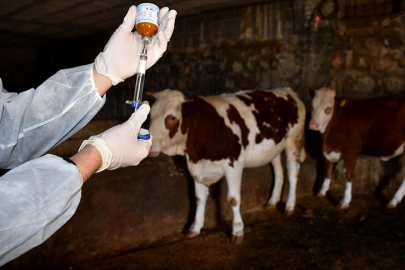 Türkiye genelinde hayvan pazarları şap hastalığı riskine karşı kapatıldı!