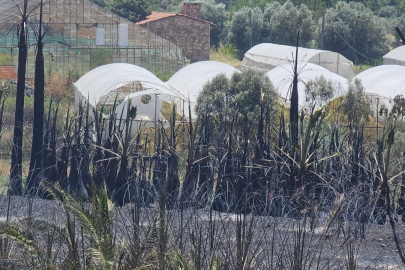 Antalya Aksu’da yangın faciası: Palmiye ağaçları zarar gördü