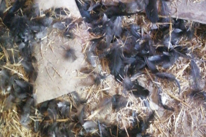 Başıboş köpekler, muhtarın kümesteki 22 tavuğunu telef etti