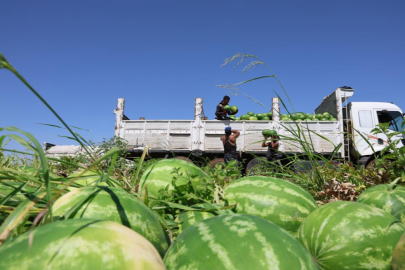 Diyarbakır karpuzunda hasat başladı, fiyatlar dibe vurdu 