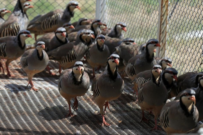 Keklikler kene yiyor mu? Doğadaki rolü ve beslenme alışkanlıklarıyla mercek altında