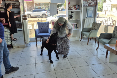 Kaybolan köpek Pufi, çip ile bulundu, sahibiyle yeniden buluştu