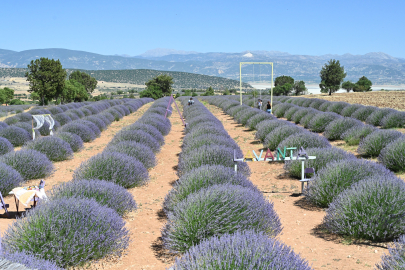Kuyucak'ta lavanta sezonu sessiz başladı: Ziyaretçi sayısı düştü, festival iptal edildi