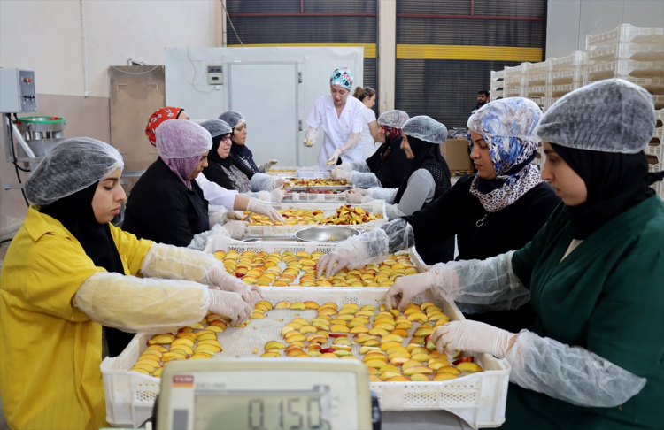 Depremzede kadın girişimci kuruttuğu meyve ve sebzelerle ihracata açıldı 2