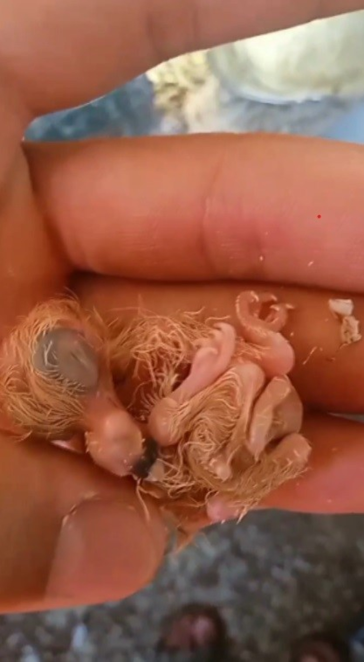 Hatay'da görenleri şaşkına çeviren olay Yumurtadan dört ayaklı güvercin çıktı! 2