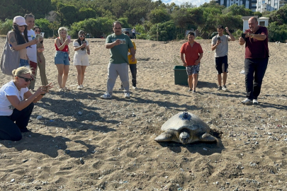 Mersin’de uydu takip cihazı takılan yeşil deniz kaplumbağası denize bırakıldı