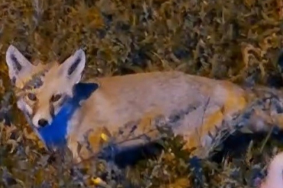 Bayburt’ta tilkiyle sıra dışı dostluk hikayesi