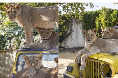 Berkem Aslan Diyarı - Land Of Lions nerede? İçinde hangi hayvanlar var?