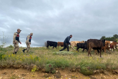 Erzincan'da kaybolan 19 büyükbaş hayvan drone ile bulundu