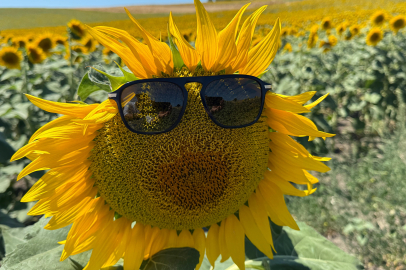 Karacabey Ovası ayçiçekleriyle göz kamaştırıyor