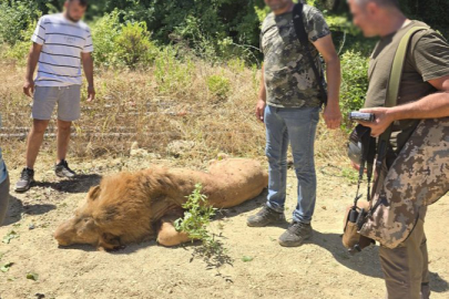 Manavgat'ta hayvanat bahçesinden kaçan Aslan vurularak itlaf edildi