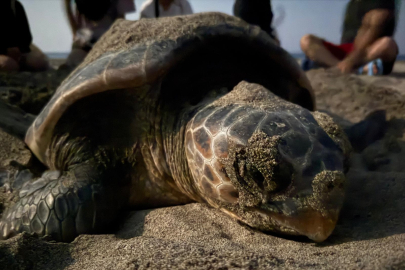 Patara'da yeni dönem: İnsan faaliyetleri sınırlandırılıyor