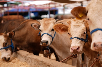 Türkiye'de şap hastalığıyla mücadele için seferberlik başlatıldı