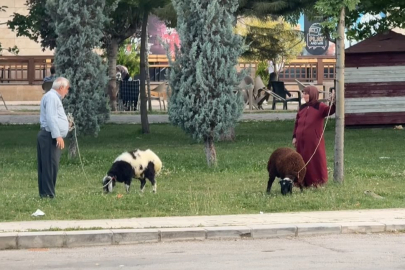 Yaşlı çift koyunlarını tasma takarak gezdirince ortaya renkli görüntüler çıktı