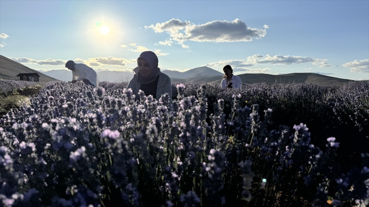 Lavanta tarlasını devraldılar, üretime başladılar