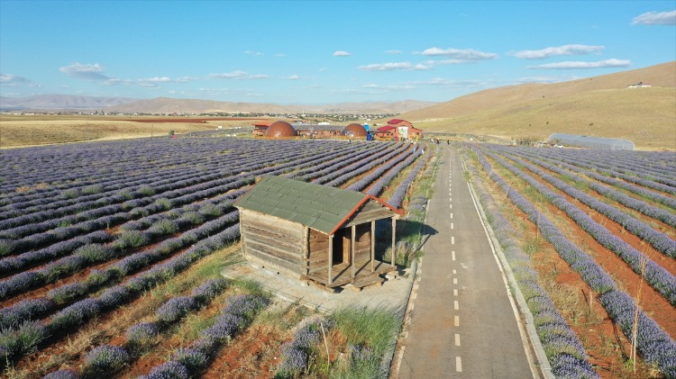 Lavanta tarlası hem üretim hem turizm merkezi