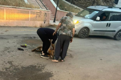 Ankara’da ağızlıksız pitbull dehşeti: Sokaktaki köpeğe ve sahibine saldırdı!