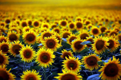 Yumurtalık’ta Ayçiçek tarlaları kartpostallık görüntüler oluşturuyor