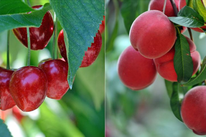 Uzmanlar uyarıyor: Mevsiminde tüketin! İşte Temmuz ayı meyve ve sebzeleri