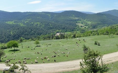 Tenkerli Yaylası: Şehirden kaçışın en serin hali