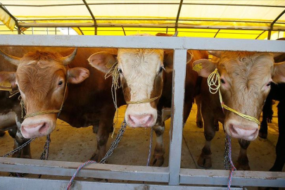 Tarım ve Orman Bakanlığı'ndan şap hastalığı açıklaması: “Aşılamalar tamamlandıkça hayvan pazarları açılacak”