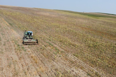 Adana'da kuraklık ayçiçeği hasadını 20 gün öne çekti: Verim yarıdan fazla düştü