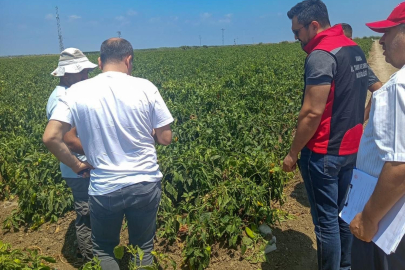 Adana İl ve İlçe Tarım Ekiplerinden TSWV hastalığına karşı bilinçlendirme çalışması