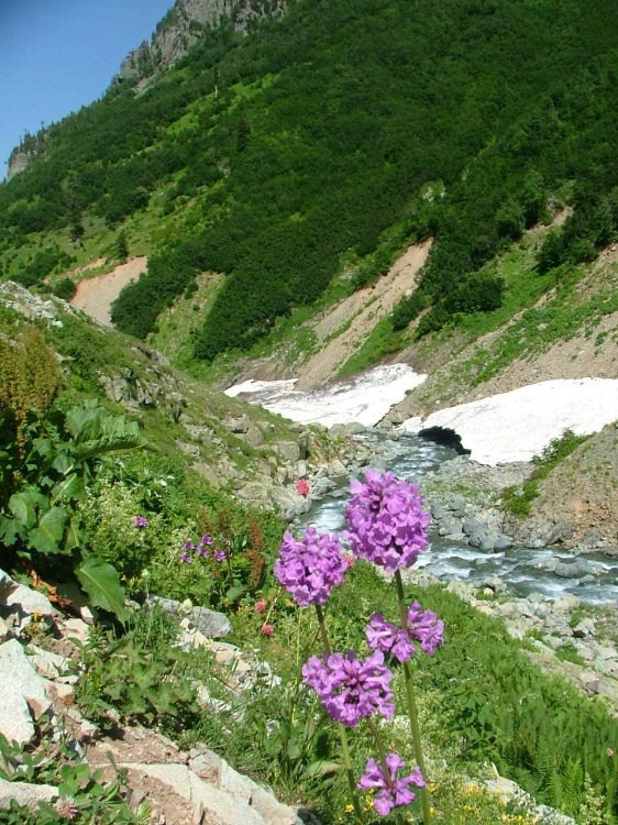NADİR TÜRLERİN EVİ: VAŞAKTAN KAFKAS SEMENDERİNE EŞSİZ YABAN HAYATI