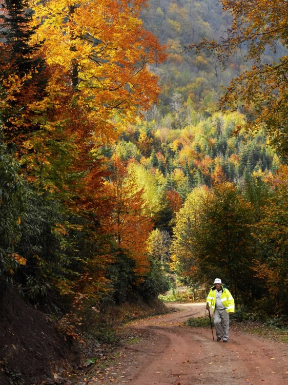 DİKMEN YAYLASI'NA NASIL GİDİLİR? KAMP YAPILIR MI?