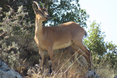 Ahır Dağı’nda ala geyik sürüsü görüntülendi