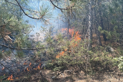 Bolu'da çıkan orman yangını kontrol altına alındı