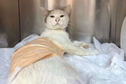 Burdur’da omuriliğine havalı tüfek saçması isabet eden kedi ameliyatla kurtarıldı