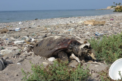 Mersin’de kıyıya binlerce ölü balık ve 2 deniz kaplumbağası kıyıya vurdu