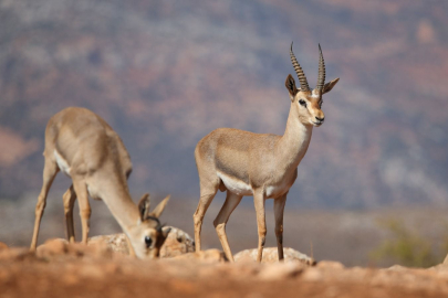 Danıştay'dan Hatay dağ ceylanları için tarihi karar