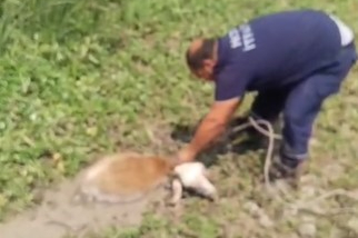 Hatay'da çamura saplanan koyunun imdadına itfaiye yetişti