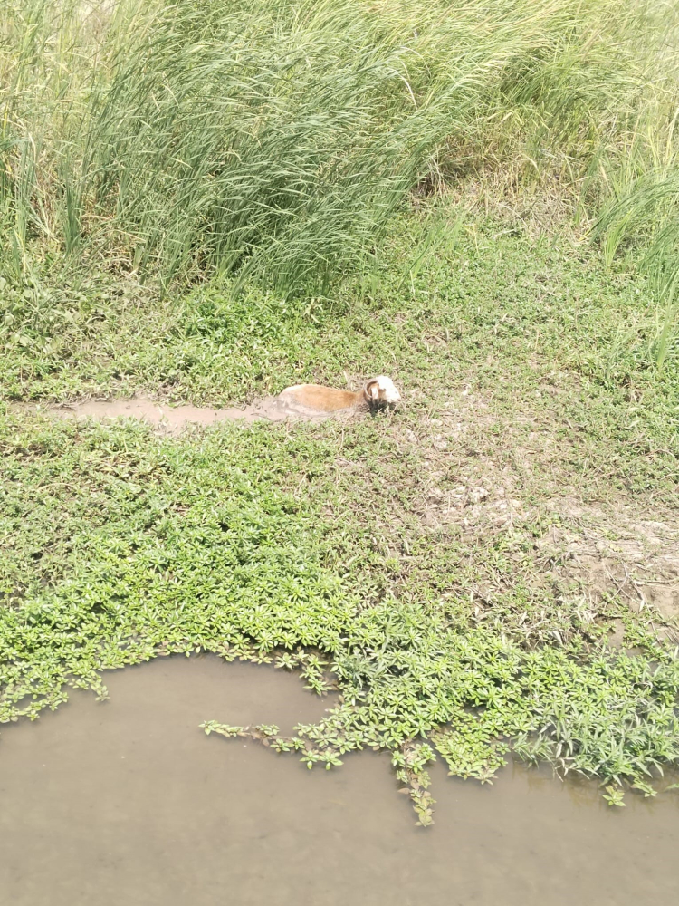 Hatay'da çamura saplanan koyunun imdadına itfaiye yetişti 2