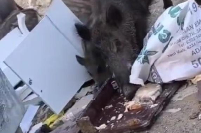 Aç kalan domuz sürüsü çöpte yiyecek aradı