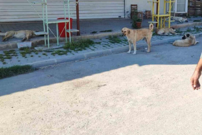 Adana Çarkıpare Mahallesi’nde sokak köpekleri alarmı