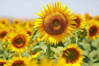 Adana’da Ayçiçeği tarlaları sarının büyüleyici tonlarıyla göz kamaştırıyor