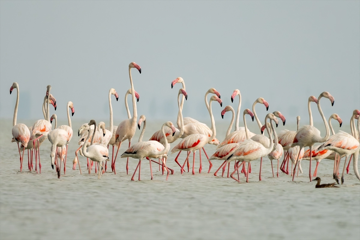 Adana’daki Akyatan Lagünü flamingolarla renklendi