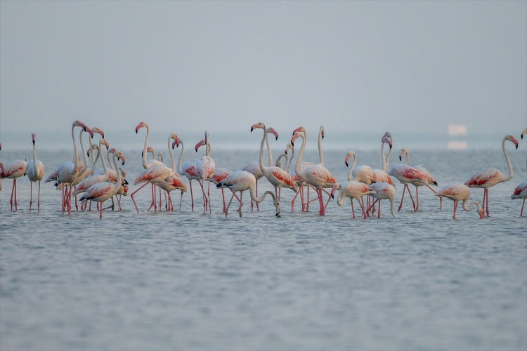 Kuş cenneti Akyatan, biyolojik çeşitliliğiyle dikkat çekiyor