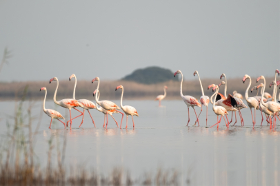 Adana’daki Akyatan Lagünü flamingolarla şenlendi
