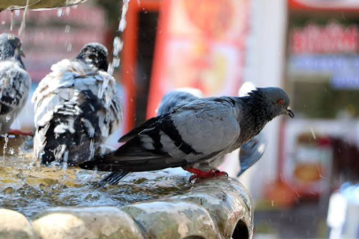 Adana’nın kavurucu sıcaklarında güvercinler suya girerek serinlemeye çalıştı