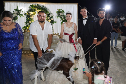 Çanakkale’de düğünde takı yerine gelin ve damada buzağı hediye edildi