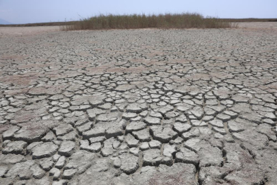 Kuraklığın etkisiyle çöle dönen Milleyha’da kuş gözlemcileri gelecekten ümitli