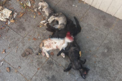 Maltepe'de 6 yavru kedi vahşice öldürüldü: 1 kişi gözaltında